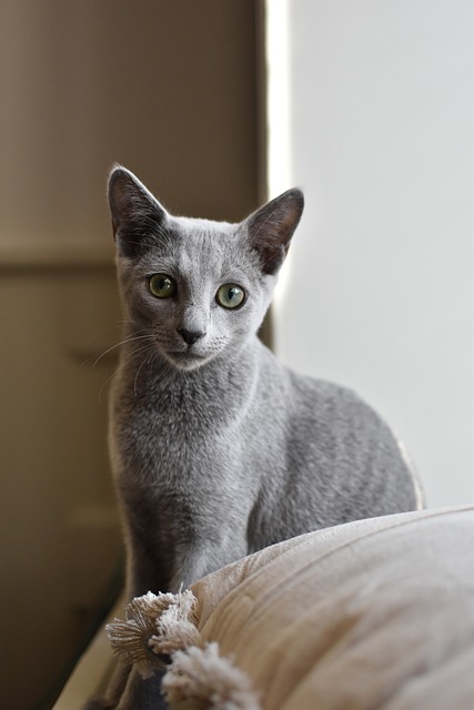 Russian blue kittt (1)