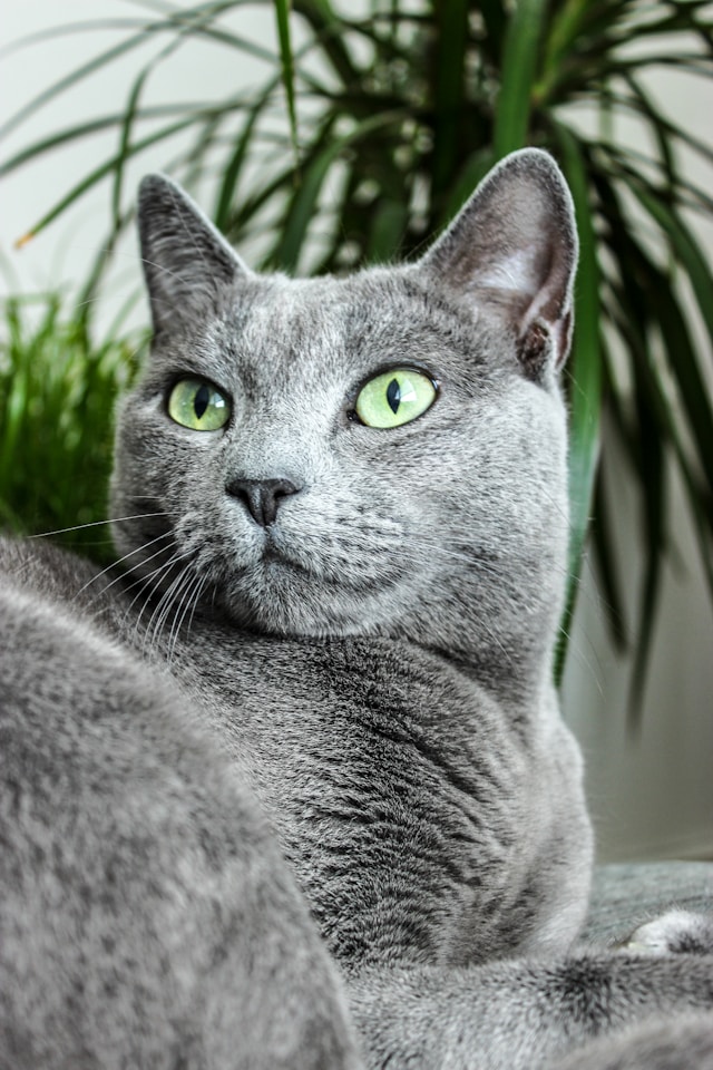 Russian blue kittt (2)