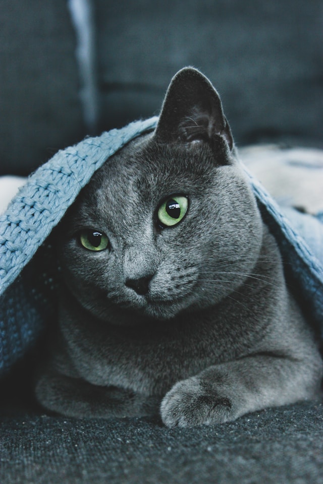 Russian blue kittt (6)