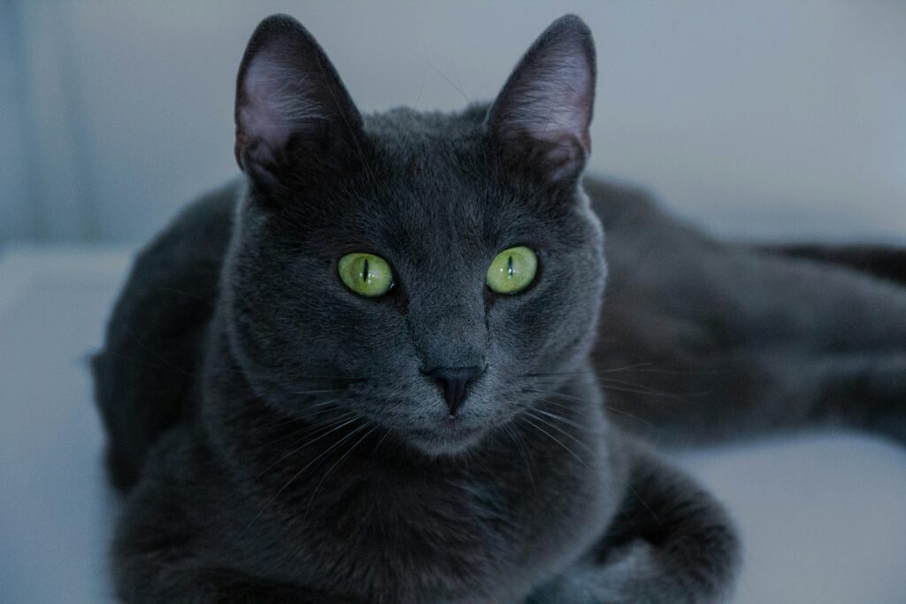 Russian blue kittt (7)