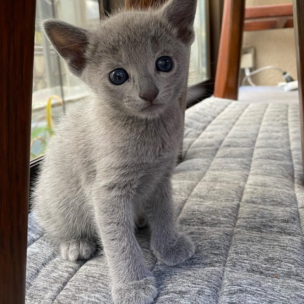 Russian blue kitten name Alisa