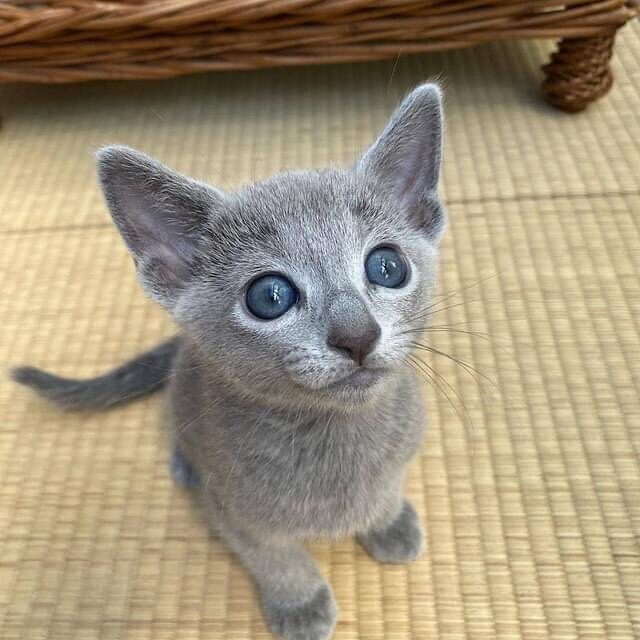 Russian blue kitten name Aramis