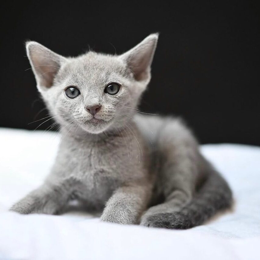 Russian blue kitten name Grey