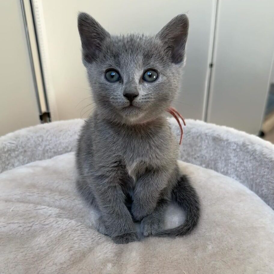 Russian blue kitten name Kiva
