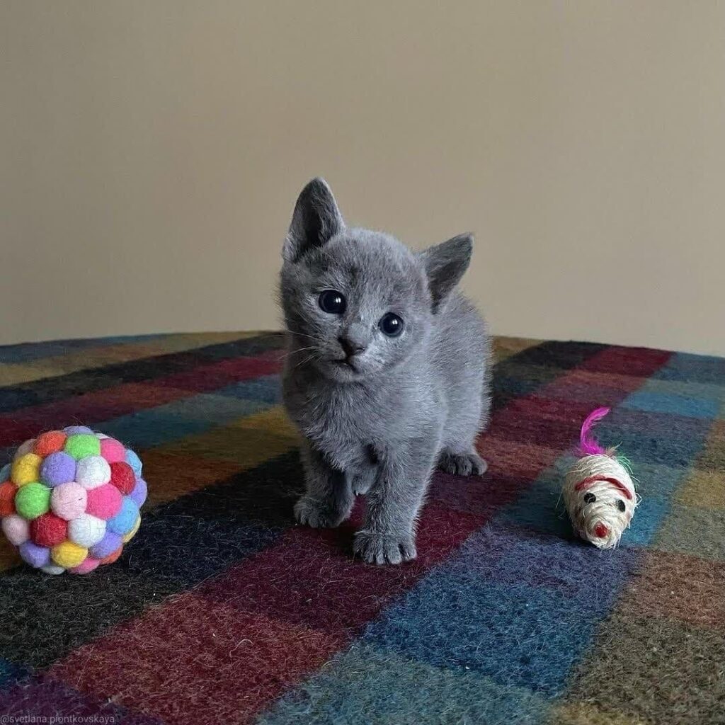 Russian blue kitten name Lovetta