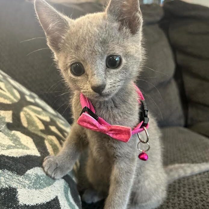 Russian blue kitten name Maksim