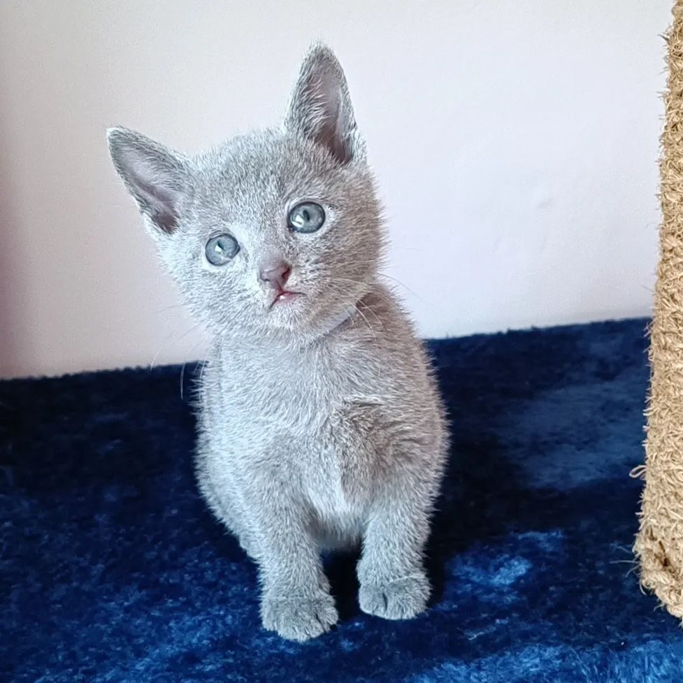 Russian blue kitten name Vetta