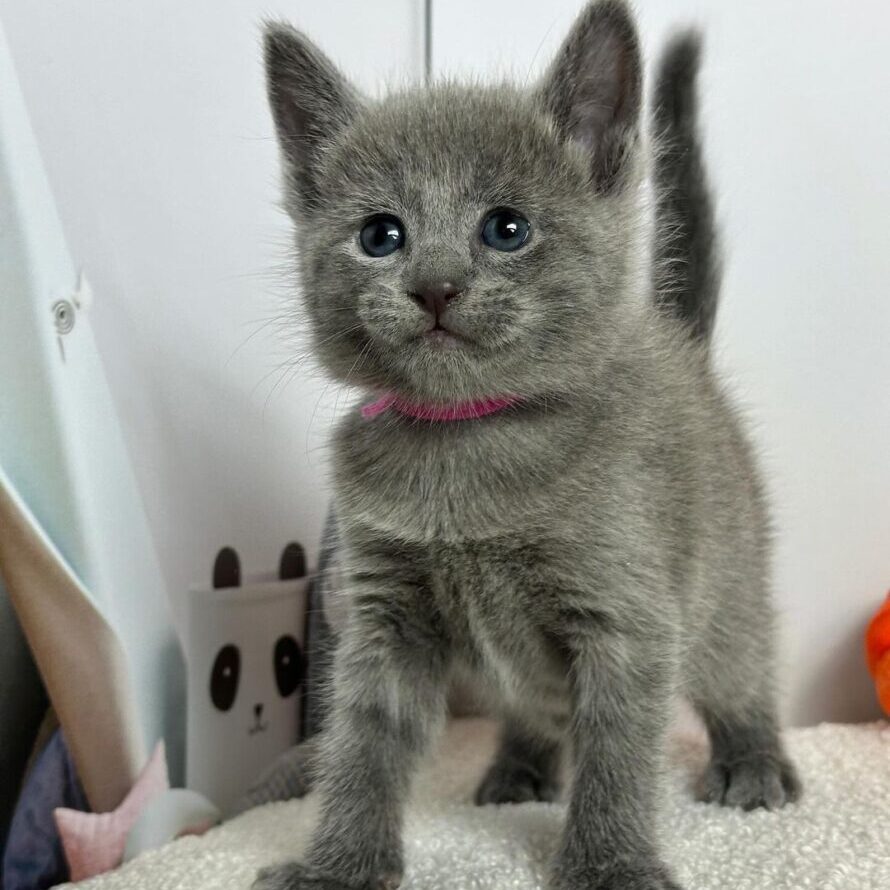 Russian blue kitten name Vivi