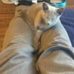 Russian blue kitten testimonial 1