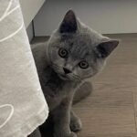 Russian blue kitten testimonial 10