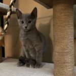 Russian blue kitten testimonial 2