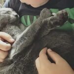 Russian blue kitten testimonial 3