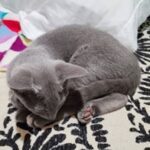 Russian blue kitten testimonial 4