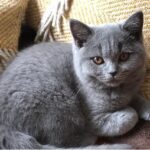Russian blue kitten testimonial 5