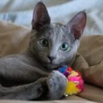 Russian blue kitten testimonial 6