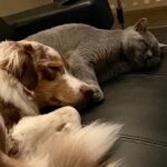 Russian blue kitten testimonial 7
