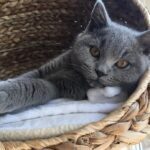 Russian blue kitten testimonial 8