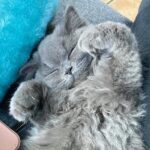 Russian blue kitten testimonial 9
